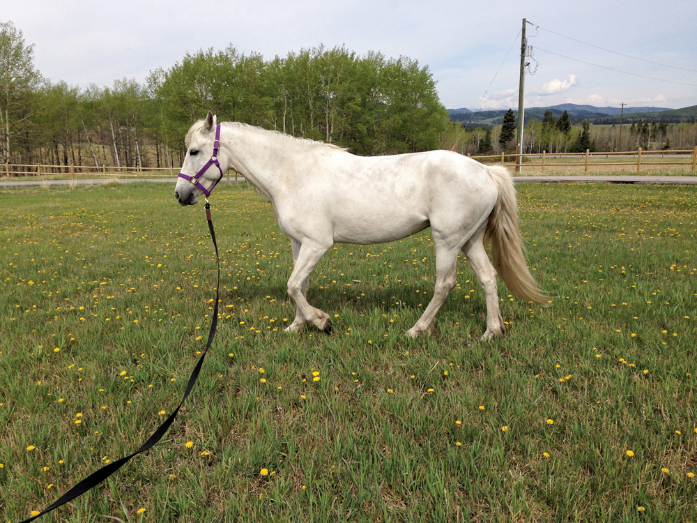 white horse being trained