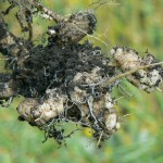 Municipalities are working with producers to minimize the spread of clubroot, with some growers being asked to not grow canola for two years if the disease is found.