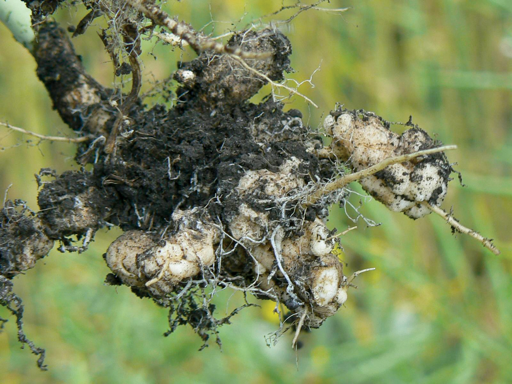 Municipalities are working with producers to minimize the spread of clubroot, with some growers being asked to not grow canola for two years if the disease is found.