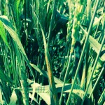 Stripe rust on winter wheat in Brooks, Alta.