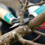 Cleaning, crown thinning, raising, and reduction are four main reasons for tree pruning.