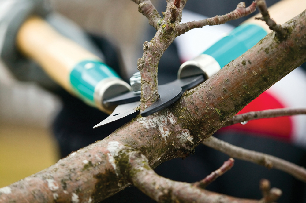 Cleaning, crown thinning, raising, and reduction are four main reasons for tree pruning.