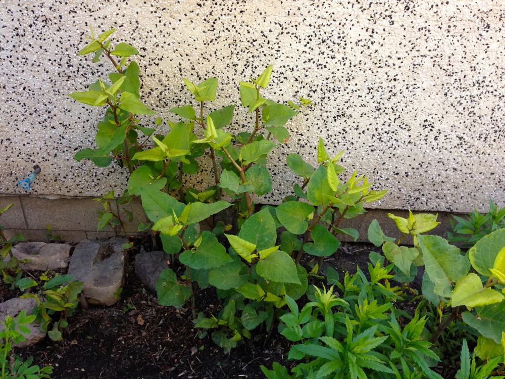knotweed