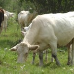 cattle grazing