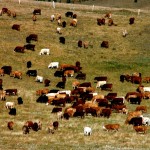 Pastures and hay fields have seen slow forage growth due to cool and dry conditions across Alberta.