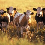 cattle on a pasture