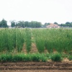 Future work on crested wheatgrass will focus on the development of later-maturing varieties.