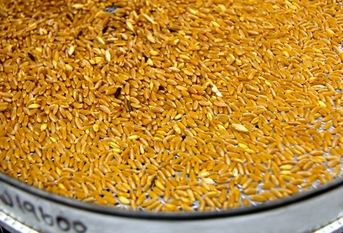 grain sample dish