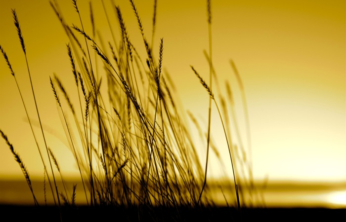 Native grass prairies and sunset