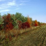 shelterbelt