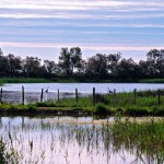 wetlands