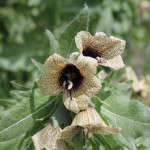 This smelly, prolific, and dangerous weed can spread quickly if left unchecked.