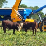 Bulls at the Bovine Buclet display.