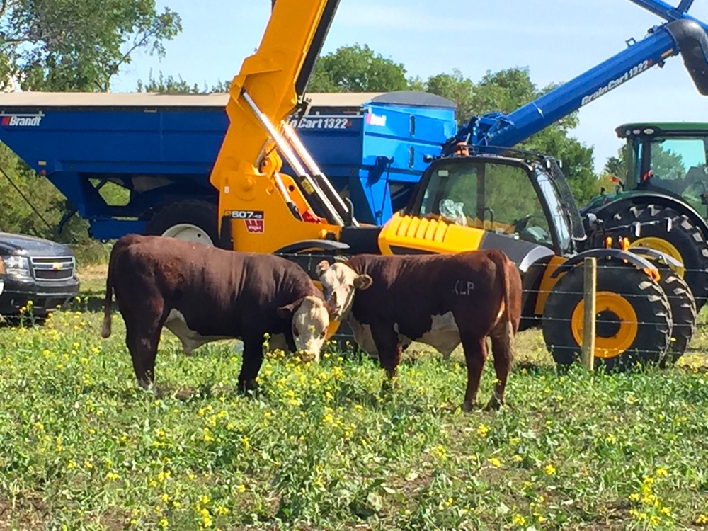 Bulls at the Bovine Buclet display.