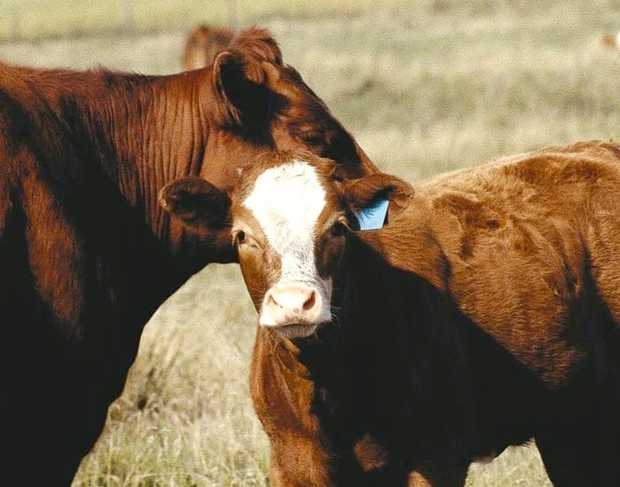 calf and cow