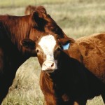 Drought management strategies for cattle