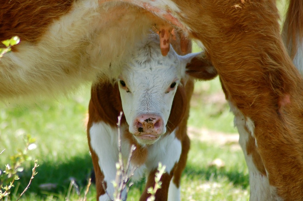 Poor forage conditions may result in a mother not producing enough milk for her calf, creating the  need for a pellet or grain supplement.