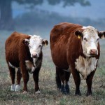 Cows in pasture