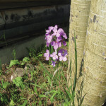 This Dame’s rocket plant was
found in the Pincher Creek area.