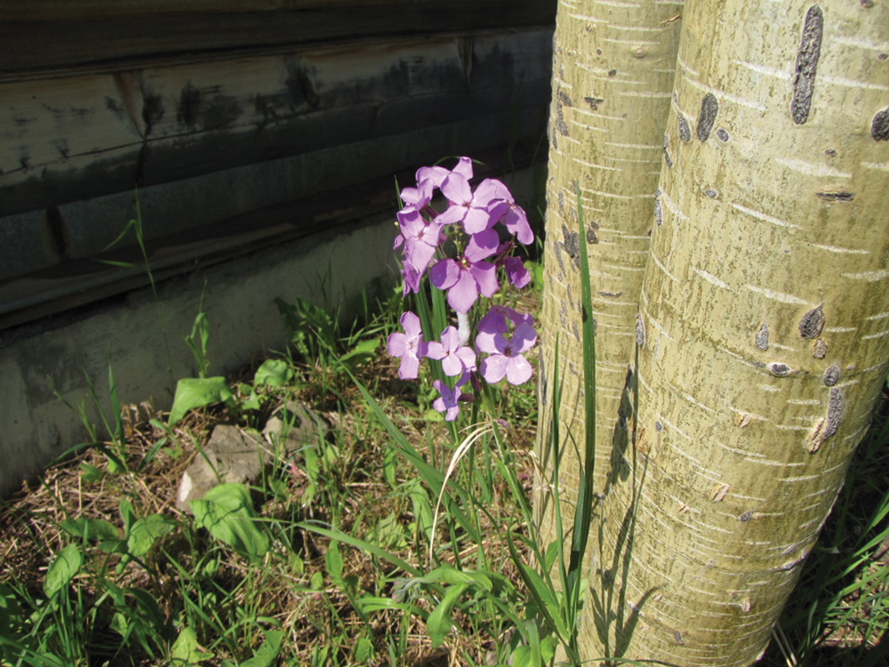 This Dame’s rocket plant was  found in the Pincher Creek area.