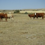 More cattle heading to market as drought worsens