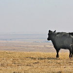 Smoke in this valley west of High River that drifted down from northern Alberta means poor air quality along with drought-stricken pastures.