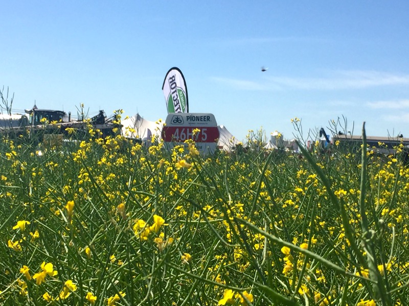 Dupont canola plots flowering on their way to pod stage at the Ag in Motion site.