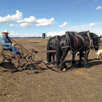 Ken Pohl used a sulky plow and a team of Percheron quarter-horse crosses to prepare a five-acre field for seeding this spring for a Canadian Foodgrains Bank growing project near Ponoka.