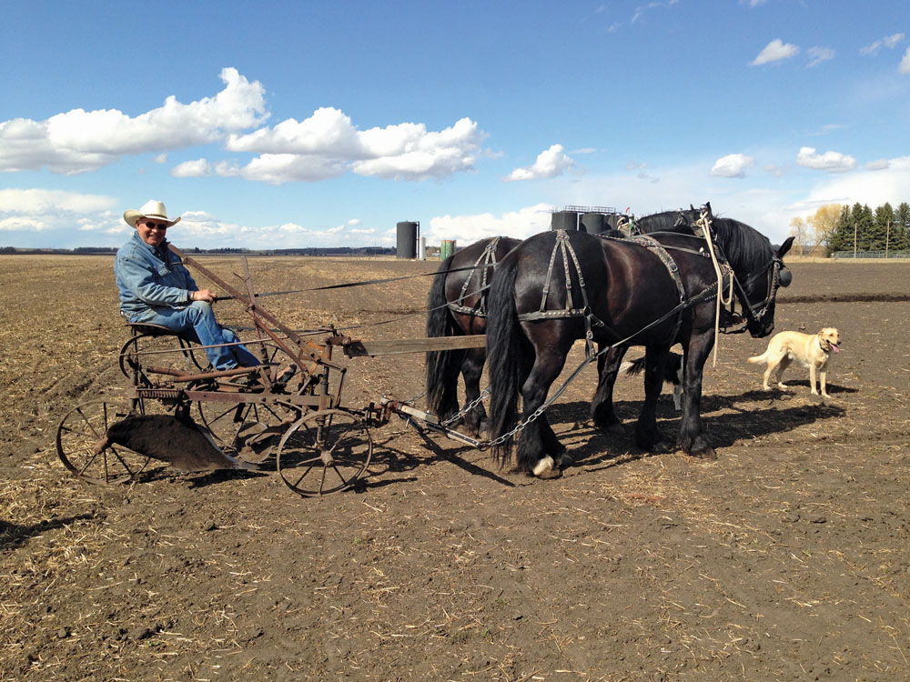 Ken Pohl used a sulky plow and a team of Percheron quarter-horse crosses to prepare a five-acre field for seeding this spring for a Canadian Foodgrains Bank growing project near Ponoka.