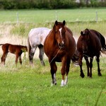 Horses can have allergic reactions, know the symptoms