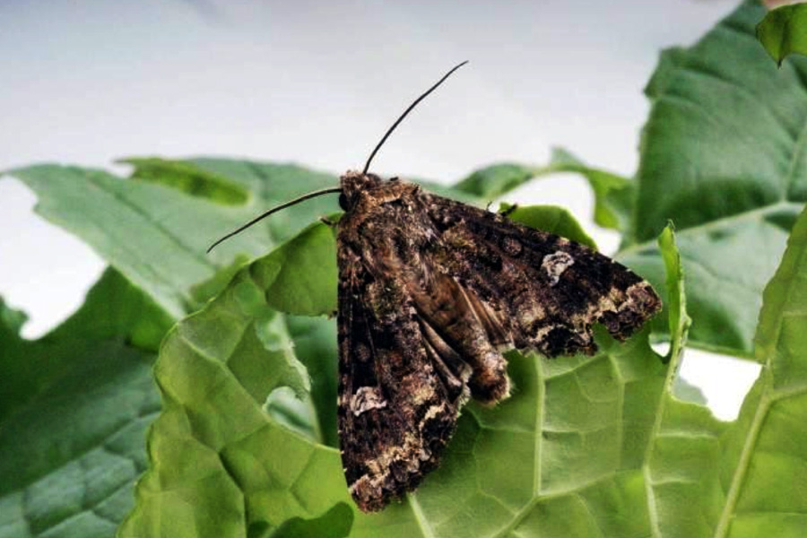 "We’re finding very few bertha armyworm moths, which means we're not expecting any trouble with them this year."