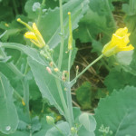 This photo shows the plant’s reproductive tissue reverting to vegetative. The buds begin to form, but turn into leaf or stem material.