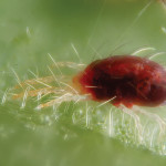 Spider mites have been damaging more ash and poplar trees this year.
