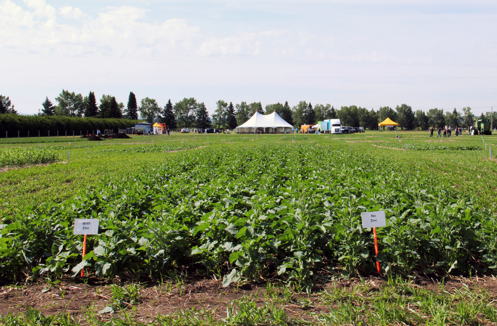 Canola plants treated with zinc are slightly set back from the untreated plants — but not enough to affect yield, says Canola Council agronomist Warren Ward.