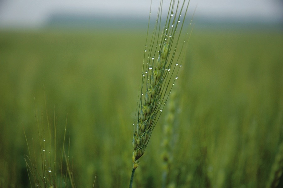 Alberta Crop Report
