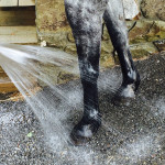 If an injury is left to heal as an open wound, hosing the wound for 20 minutes daily encourages further healing.
This process can be repeated every day for weeks after the injury depending on the wound’s progress.