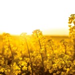 Above average temperatures see crops progress quickly