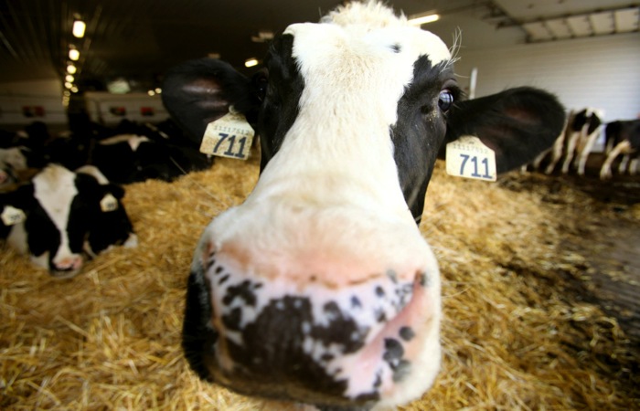 Nominees sought for Alberta Milk award