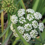 Water hemlock has been found in many sloughs this year. This specimen was found in Wabamun Provincial Park.