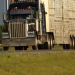Are cattle well treated during transport?