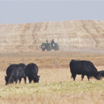 Dry conditions across much of Alberta have producers facing feed shortages.