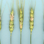 Fusarium head blight is costing Alberta wheat growers millions, mostly because of grade loss.