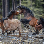 Wild horses have many passionate supporters but others
say they overgraze pastures and can pose a disease threat.