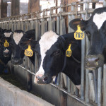 Producers wanted for study on animal welfare
