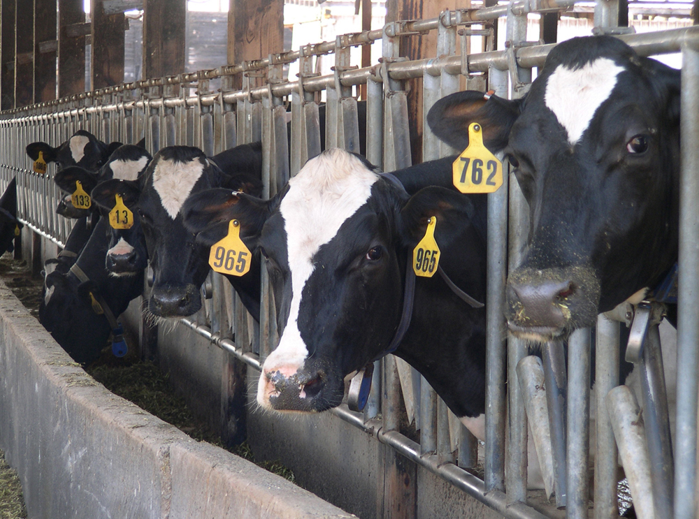 Producers wanted for study on animal welfare