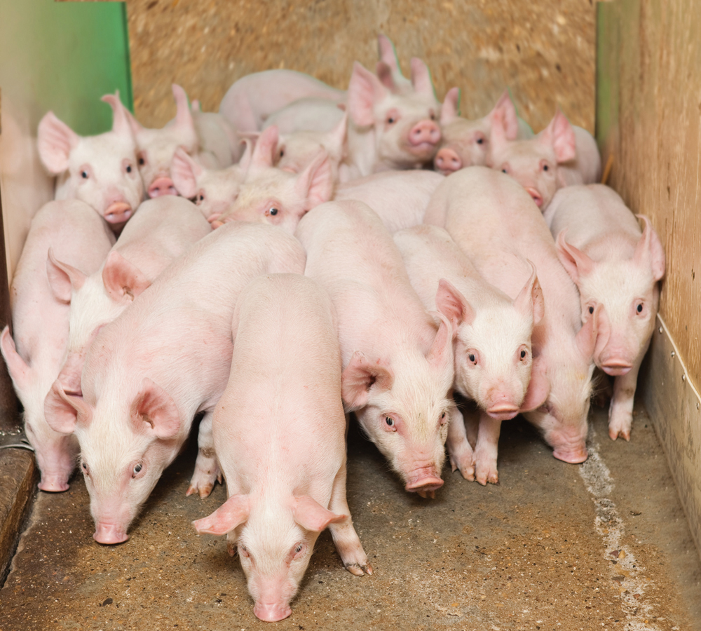 Hog producers aren’t planning on expanding their herds for at least another five years, says a new report.