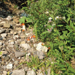 Harsh conditions don’t bother orange hawkweed, which is spreading down the eastern slopes of the Rockies.