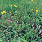 Cattle don’t like tall buttercup, but that can allow it to take over a pasture.