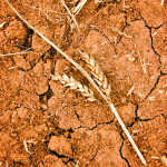 Dry soil with two wheat ears on the ground