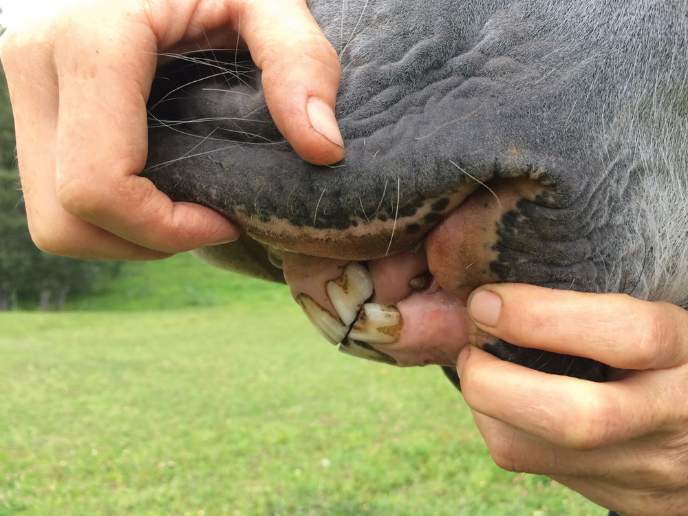 Aging Horses By The Amount Of Wear On Their Teeth